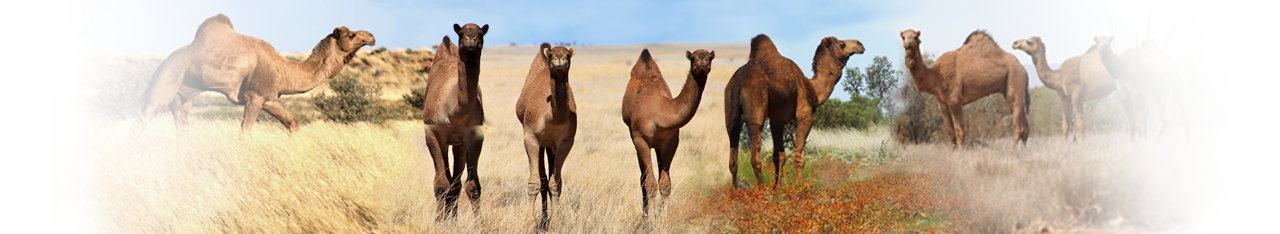 CamelScan