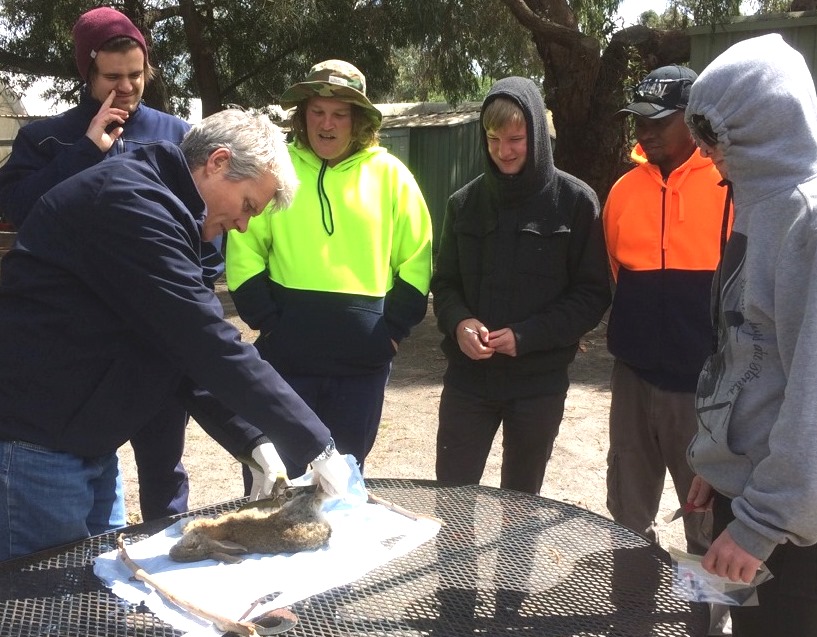 Lyn Wilcock and Gordon TAFE students in Victoria dissect a rabbit for disease sampling as part of the RHDV monitoring program