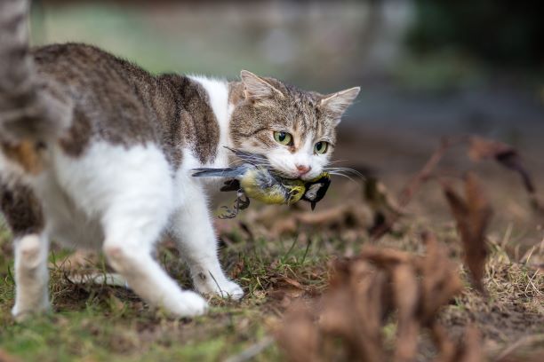 Trapping of feral cats using cage traps - PestSmart