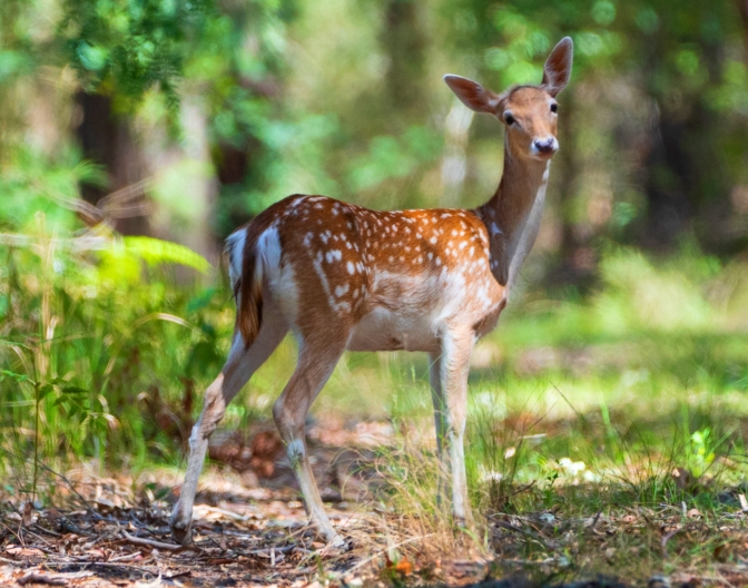 Fallow deer. Photo by D. Hendricks