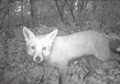 Fox captured on infrared camera, source TBC