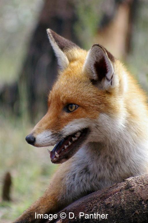 Image source D Panther