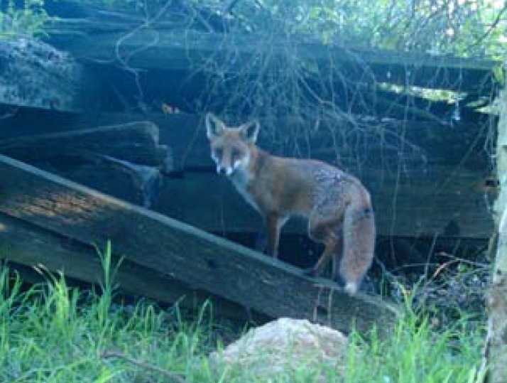 Fox seen in an urban area. Image by Jake Relf