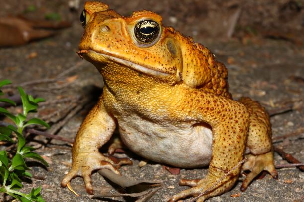 TOADINATOR Cane Toad Trap — animal control technologies